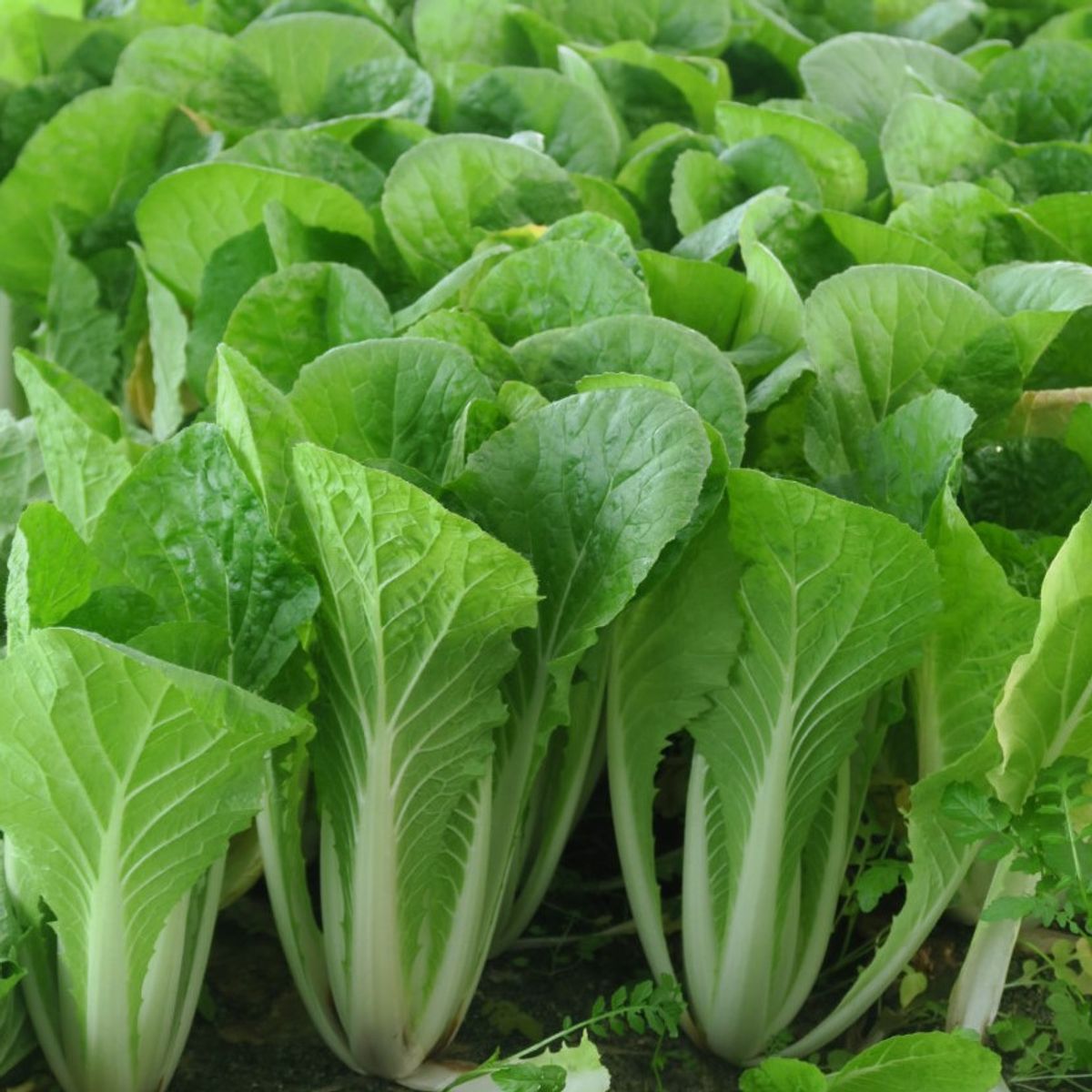 부드러운 얼갈이배추 2kg