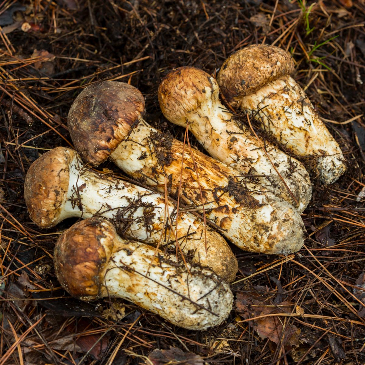 팔도감 - 향이 오래가는 귀한 강원도 자연산 송이버섯 1등품 선물세트 500g(생)